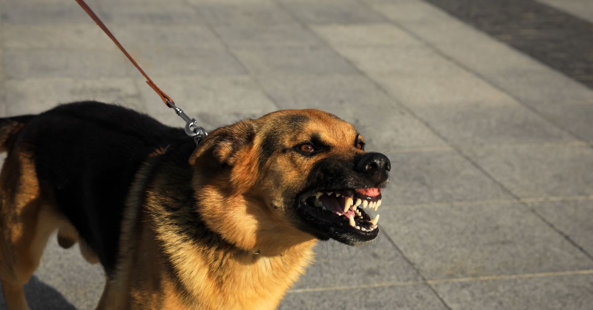 Mitigating Risks of Aggressive Pets Behavior