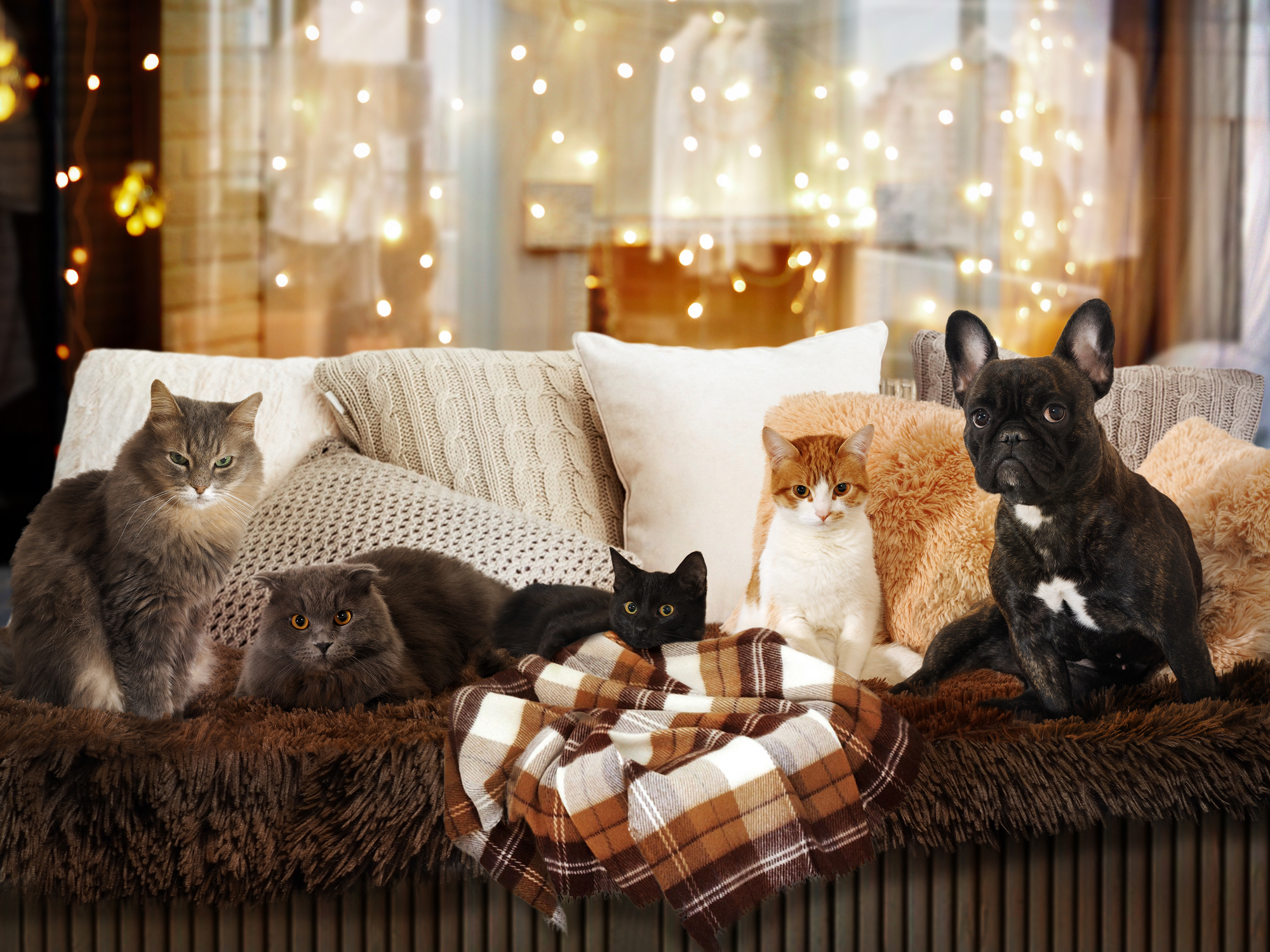 Cats and a dog in a festive interior. Lots of Pets