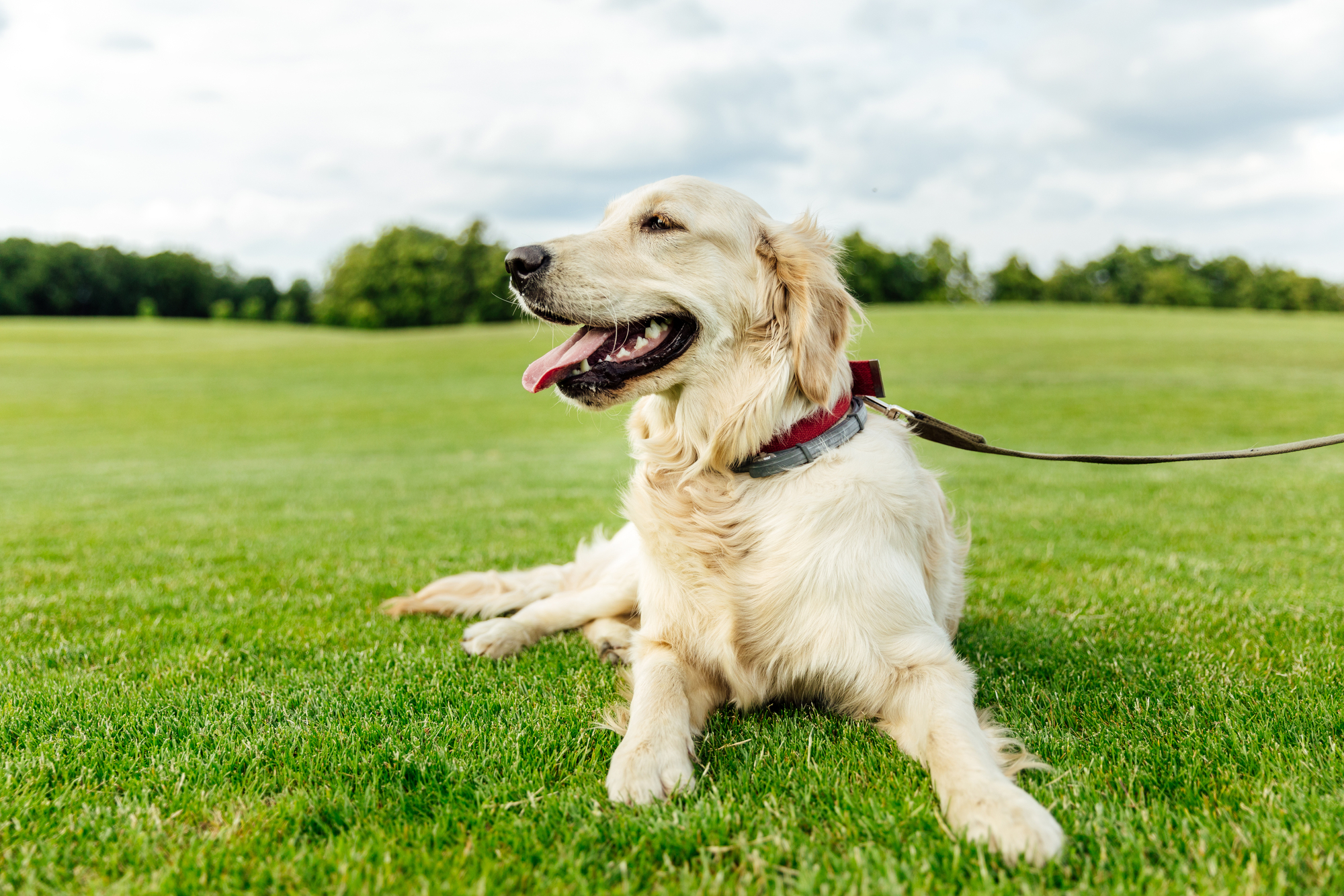 Golden retriever dog on grass