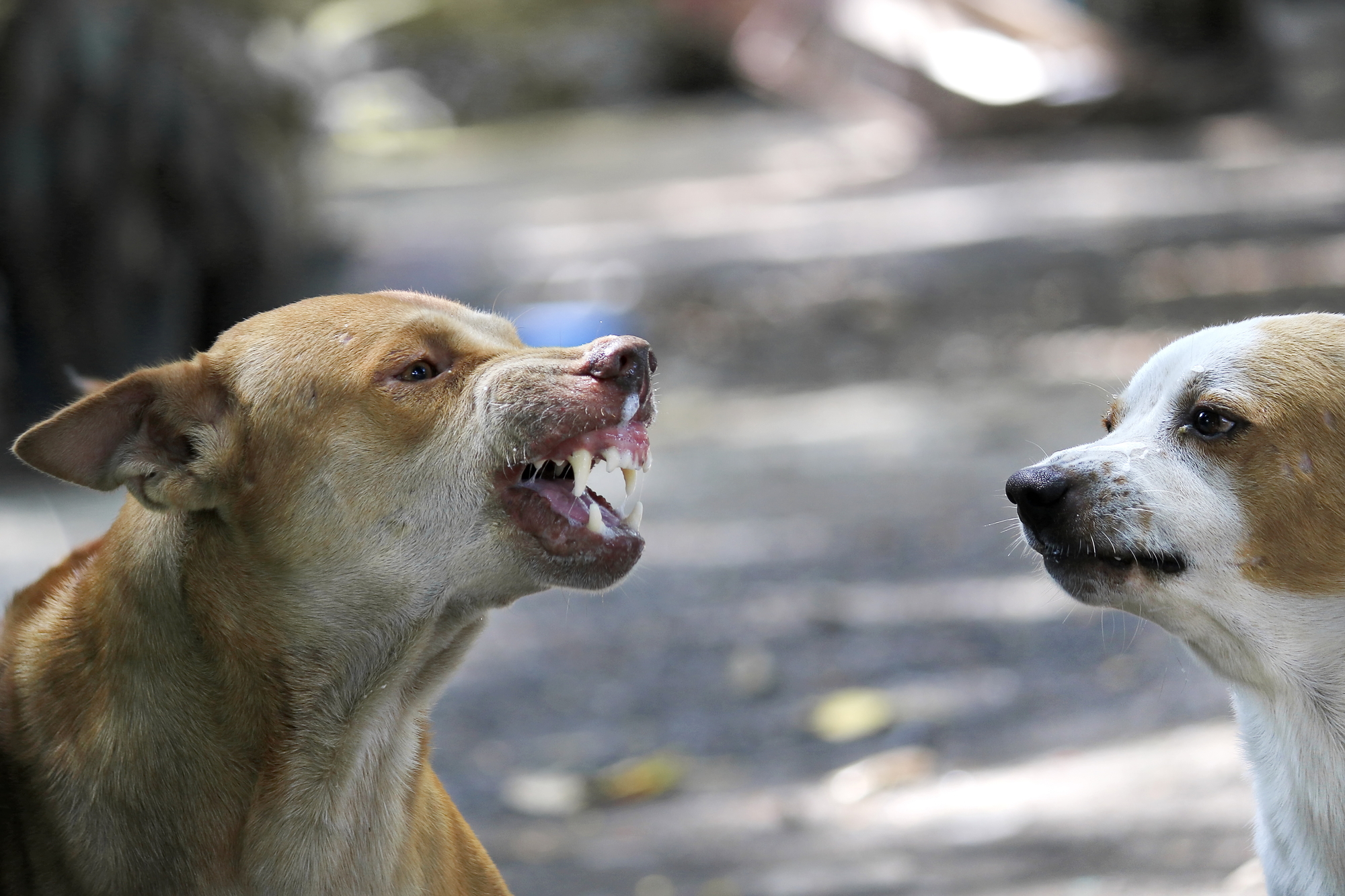 The face of a fierce dog can be seen chewing and the tongue